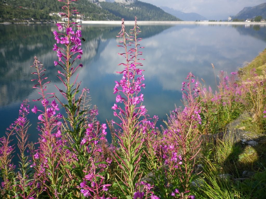 Lago di Fedaia